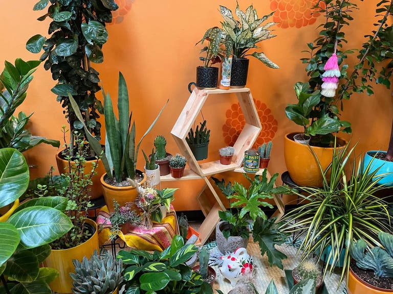 Primary image for Latinx with Plants