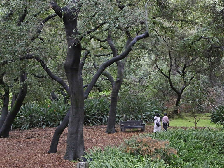 Coast live oaks in the Oak Forest at Descanso Gardens