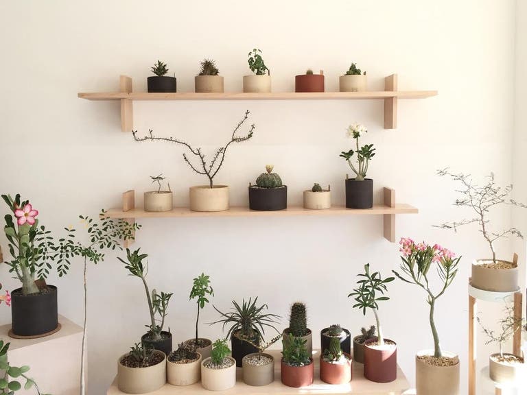 Rare Plants display at SANSO in Lincoln Heights
