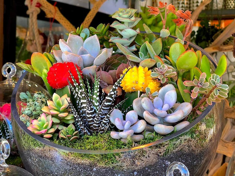Succulents by Dewy Flowers at The Original Farmers Market