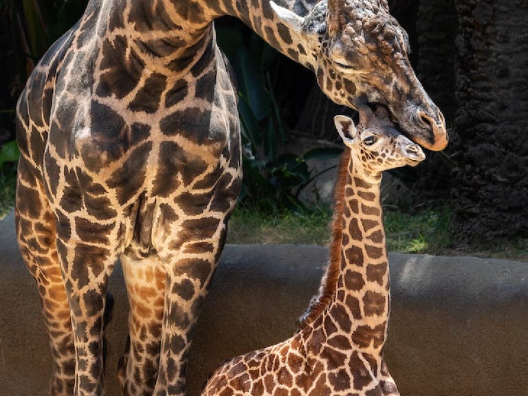 Baby giraffe at the L.A. Zoo