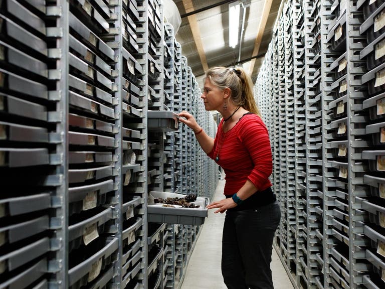 The Collections at La Brea Tar Pits