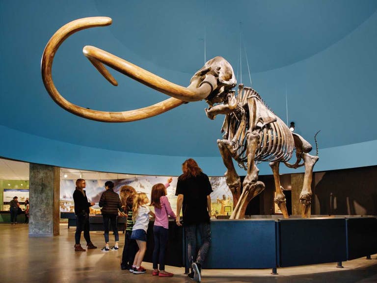 Columbian mammoth skeleton at La Brea Tar Pits Museum