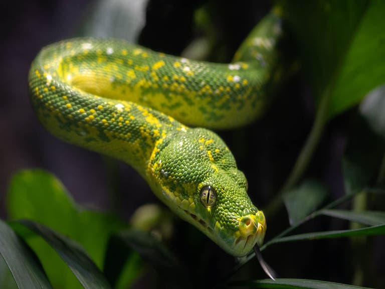 Green tree python at the LAIR in the Los Angeles Zoo