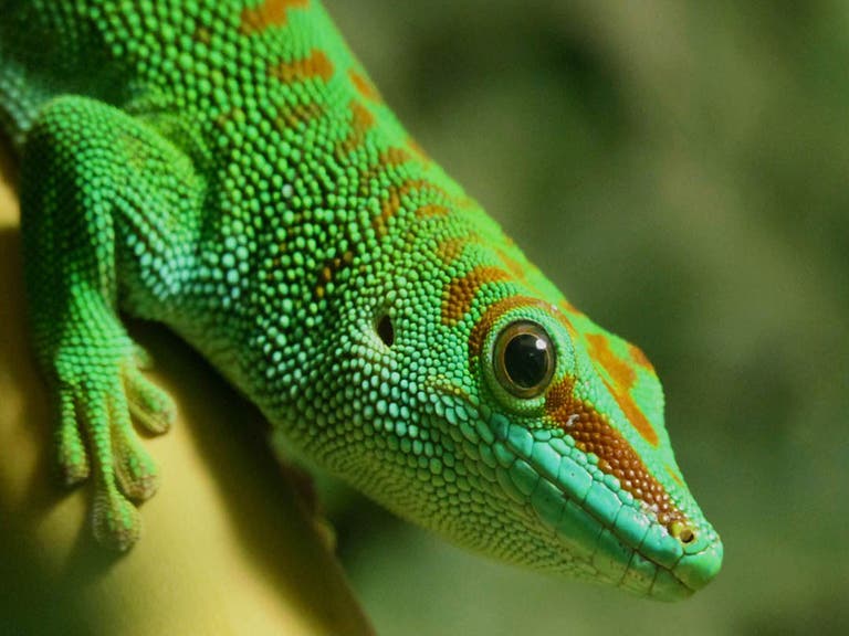 Madagascar giant day gecko at the Los Angeles Zoo