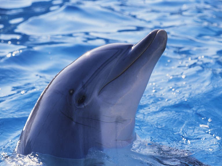 Dolphin Sighting
