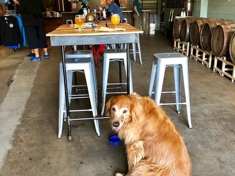 frogtown_brewery_dog