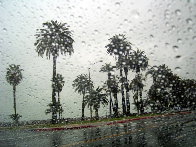 Rain Palm Trees Windshield