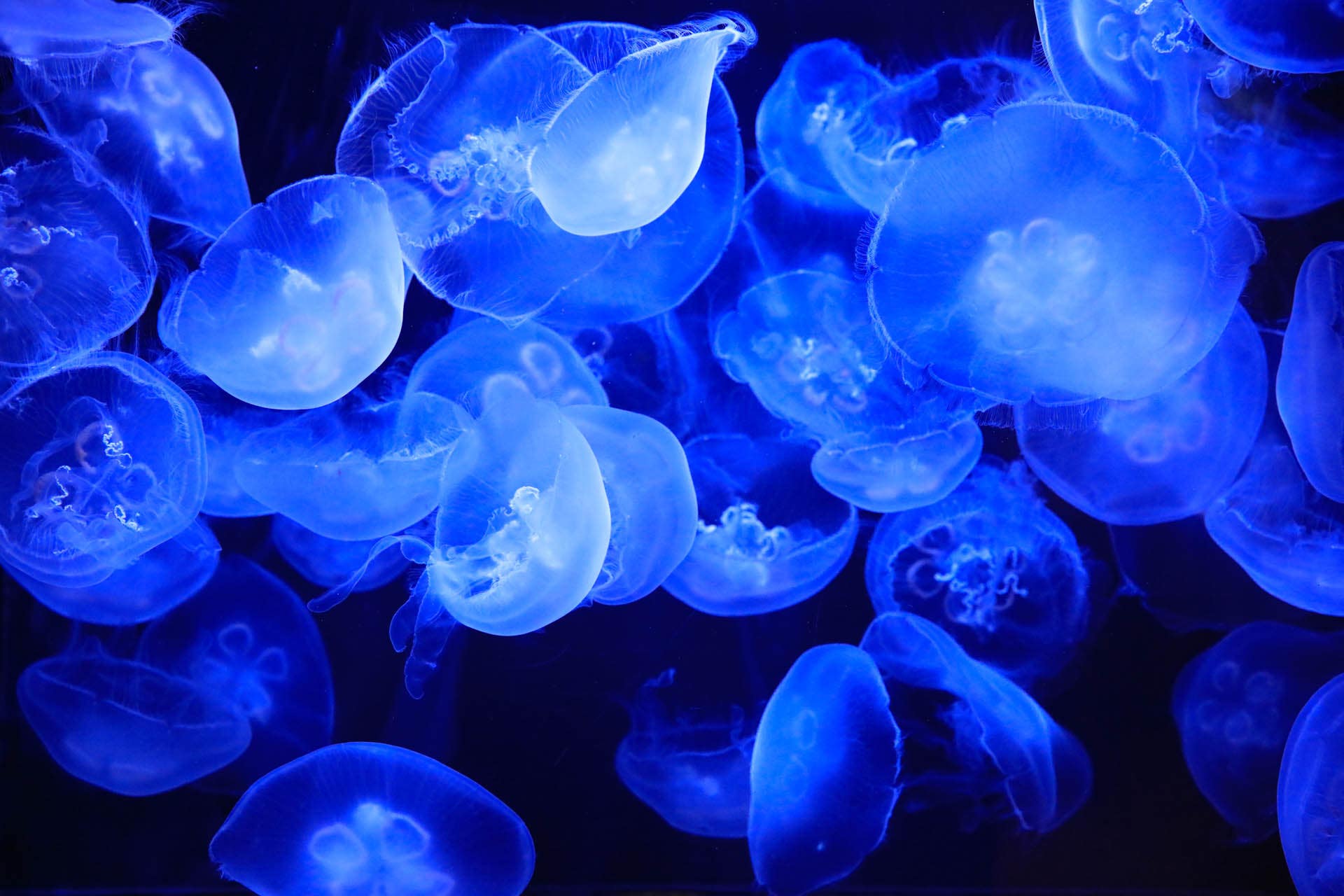 Moon jellies at Cabrillo Marine Aquarium