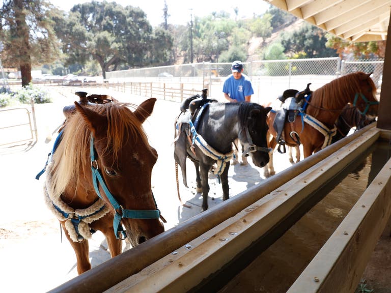 Griffith Park Pony Rides   |  Photo: Yuri Hasegawa