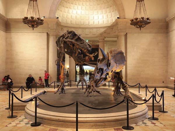 The famous "Dueling Dinos" in the Grand Foyer of the Natural History Museum | Photo: Yuri Hasegawa