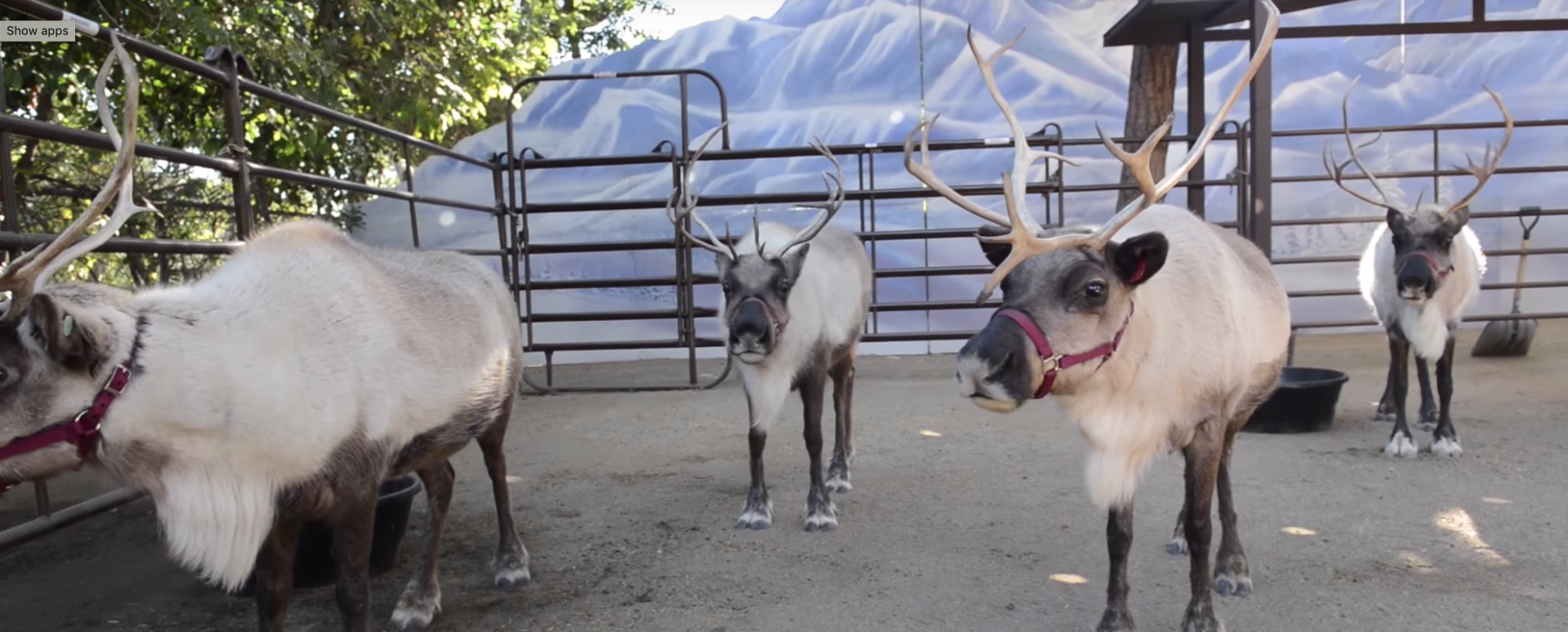 LA Zoo Reindeer Romp