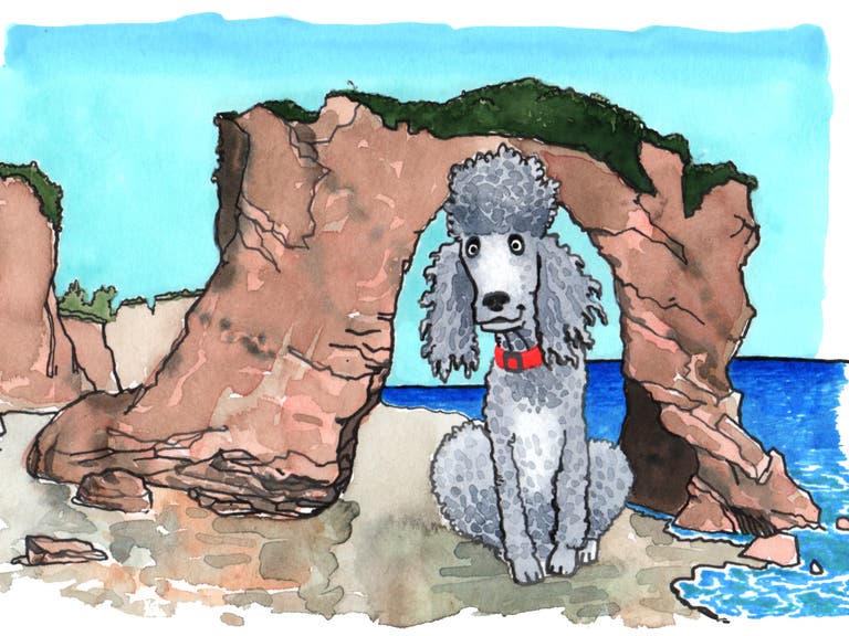 Standard Poodle in Malibu | Illustration by Max Kornell