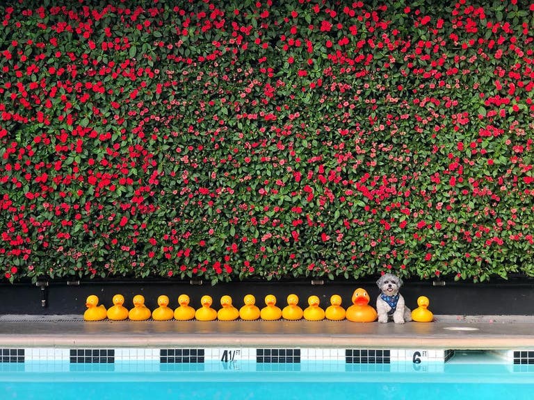 Rubber ducks at the Farmer's Daughter Hotel pool