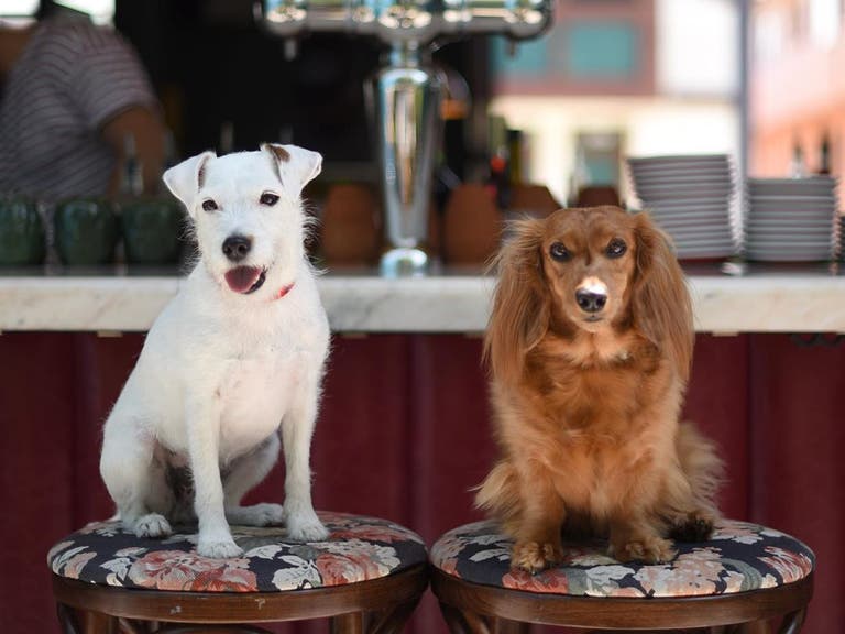 Django and Chloe enjoying Happy Hour at Simonette | Photo: @django_and_chloe, Instagram
