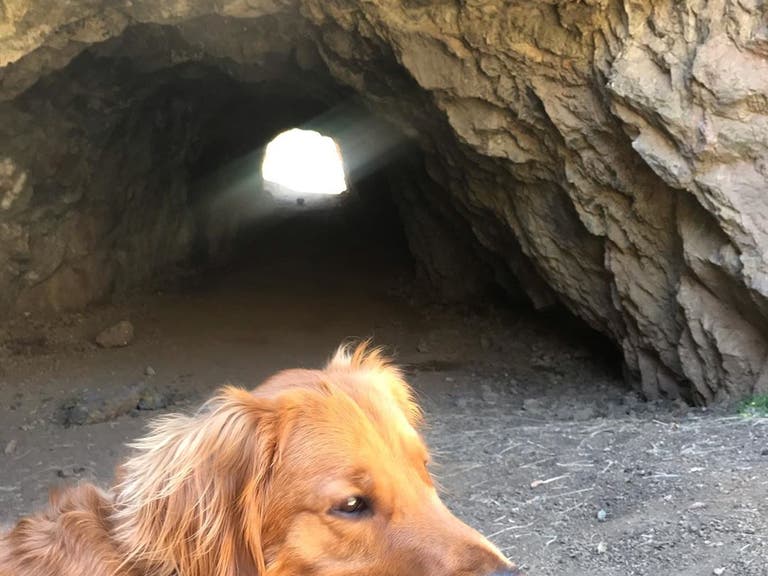 Dog at the Bronson Caves in Griffith Park