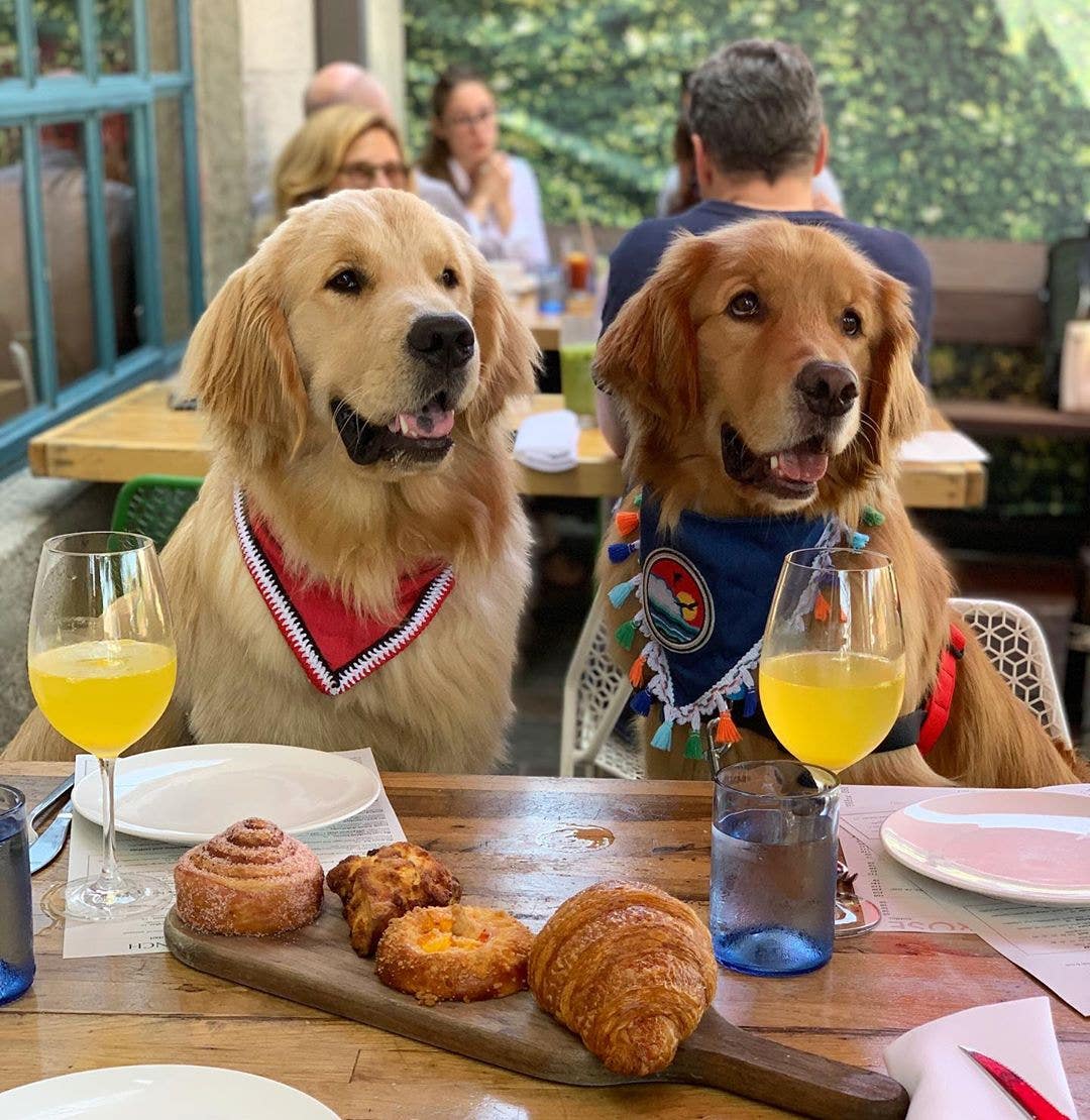 Dogs enjoying brunch at The Rose Venice