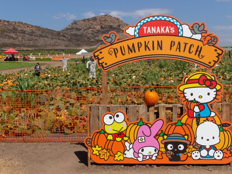 Hello Kitty Pumpkin Patch at Tanaka Farms in Irvine