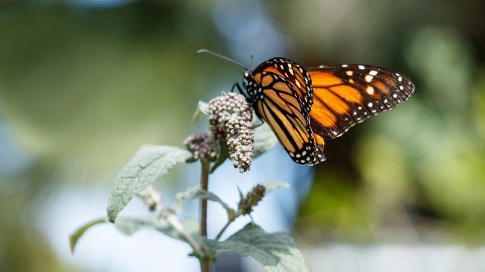 Monarch Butterfly at NHMLA 2020