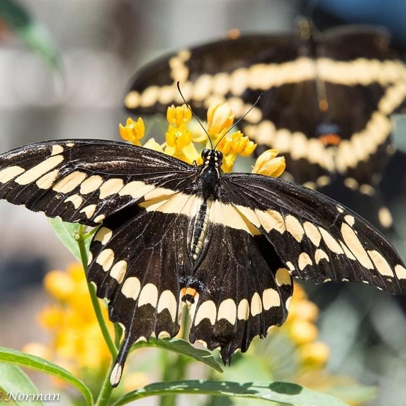 Butterflies at NHMLA Butterfly Pavillion 2020
