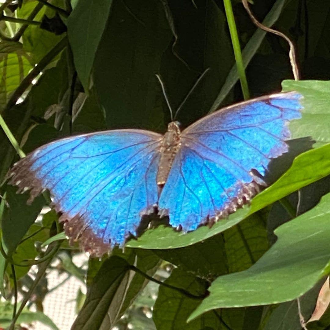 Blue Morpho Butterfly at NHMLA 2020