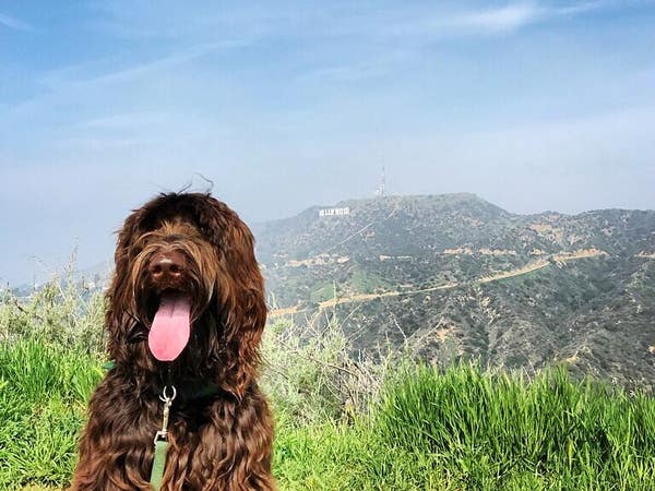 A dog sits on a Griffith Park trail with the Hollywood Sign in the background.