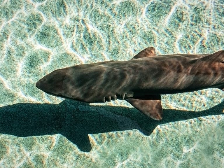 Shark Lagoon at Aquarium of the Pacific