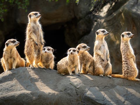 Meerkats at the Los Angeles Zoo & Botanical Gardens