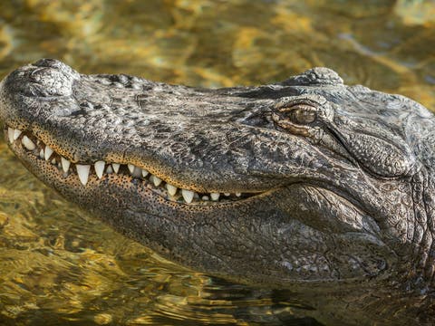 Reggie the Alligator at the L.A. Zoo