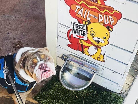 Free water for Brutus the Bulldog at Tail O' the Pup
