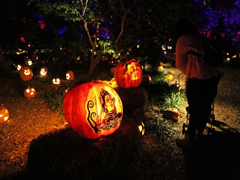 "Edward Scissorhands" and other "Carved" pumpkins at Descanso Gardens