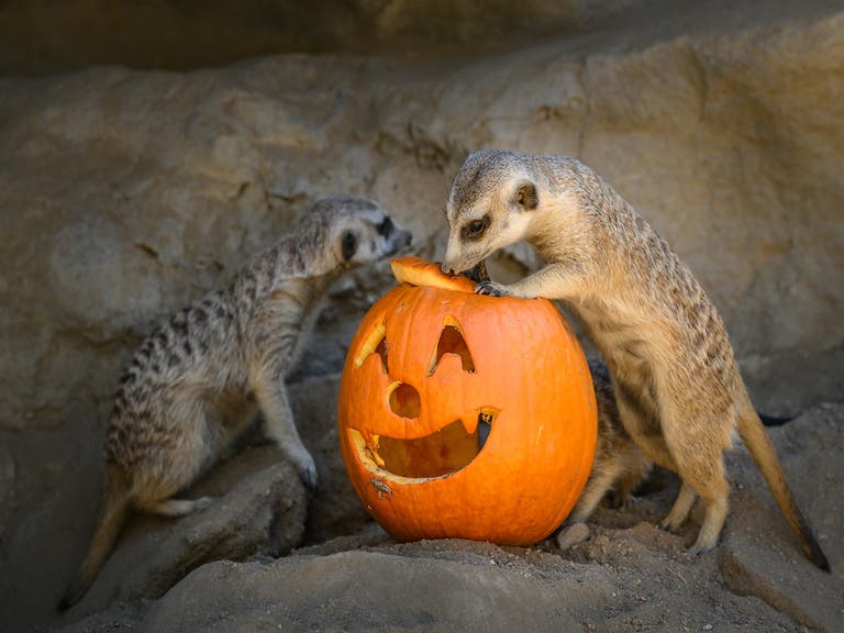 Meerkats enjoying Boo at the L.A. Zoo
