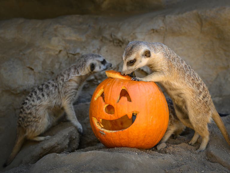 Meerkats enjoying Boo at the L.A. Zoo