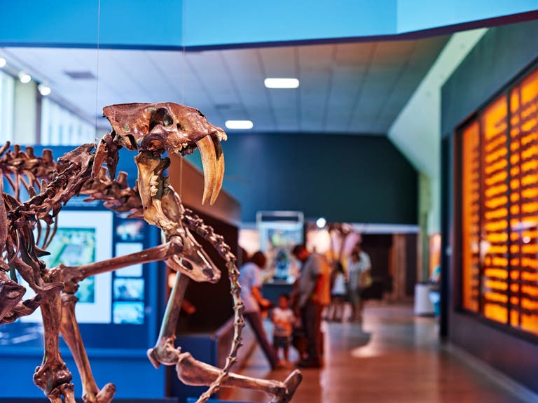 Smilodon skeleton at La Brea Tar Pits Museum