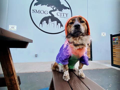 Piper the pup kicking it at Smog City Brewing