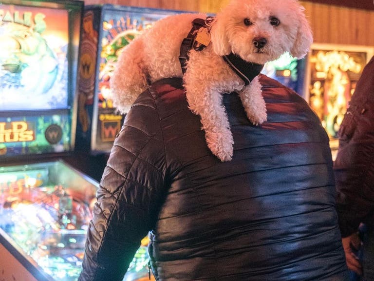 Owner with dog playing pinball at Walt's Bar in Eagle Rock