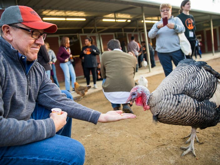 Guest feeding a turkey at A Gentle Thanksgiving