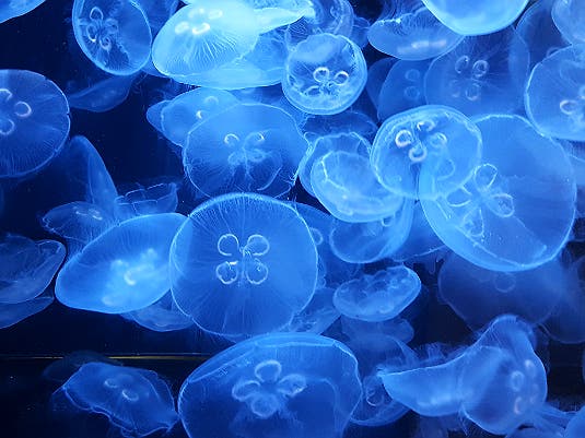 Moon jellies | Photo courtesy of Cabrillo Marine Aquarium, Facebook