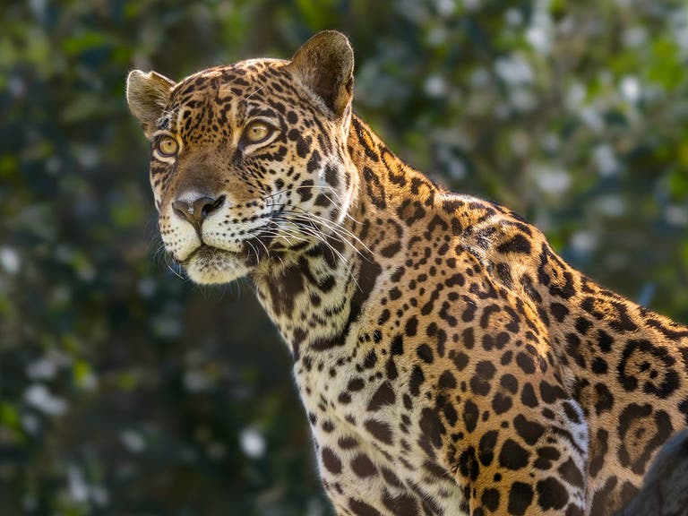 Female jaguar Johar at the Los Angeles Zoo