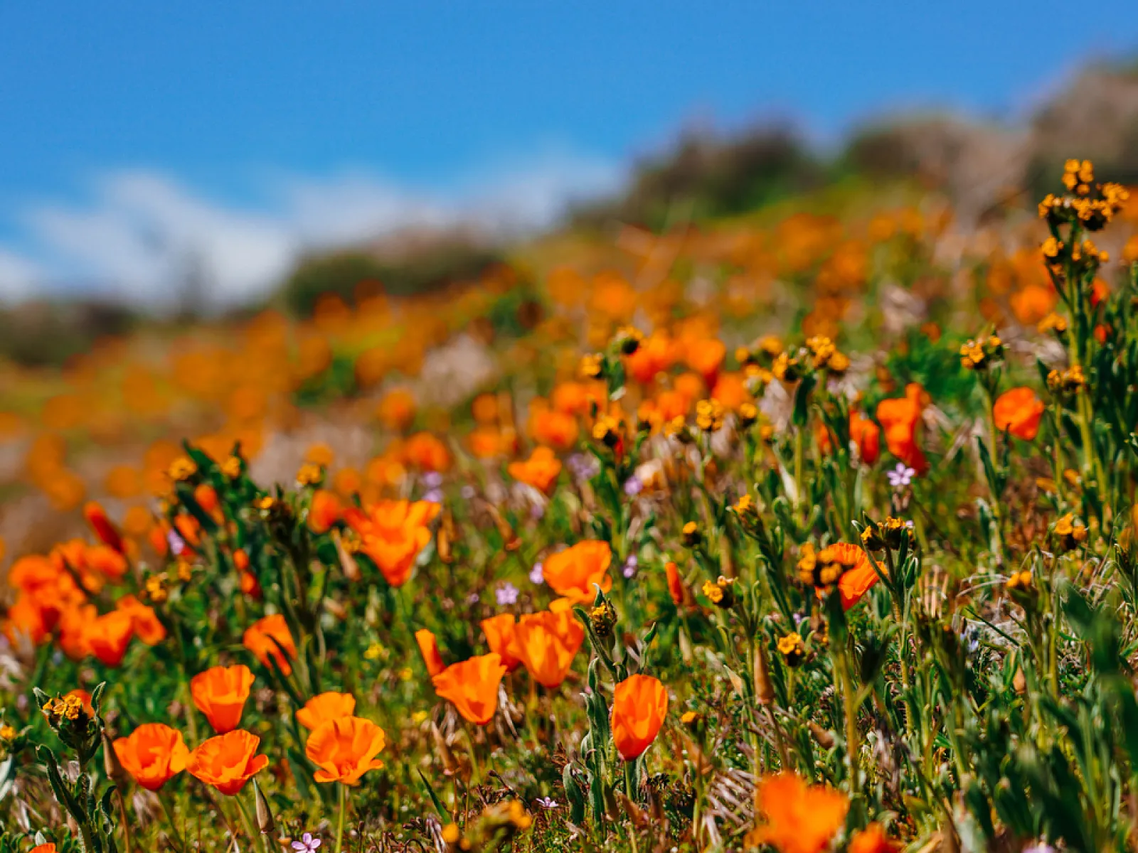 Antelope Valley Poppy Reserve: What to Know Before Visiting in 2023