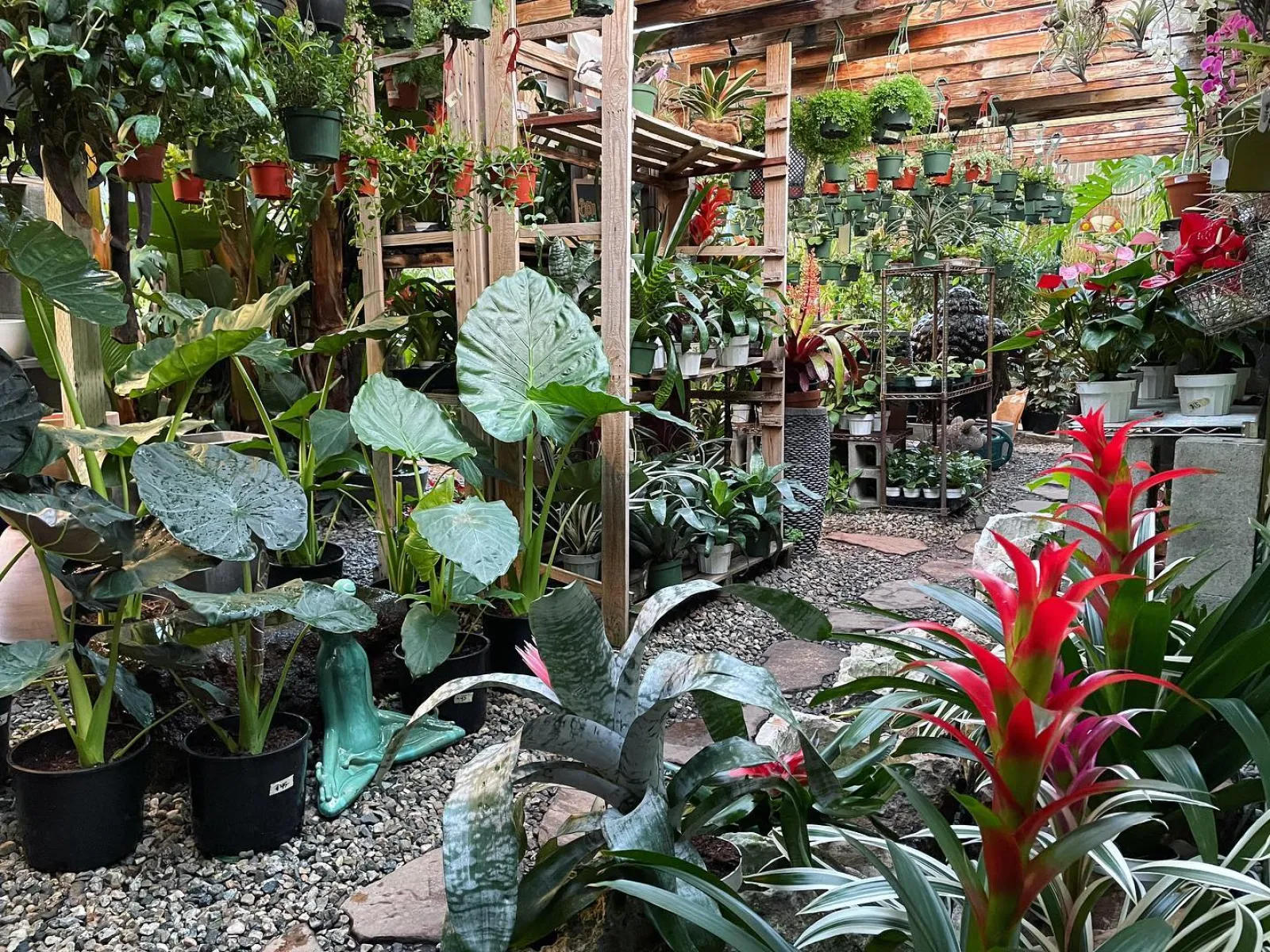 Spider Plant  Home & Garden Information Center