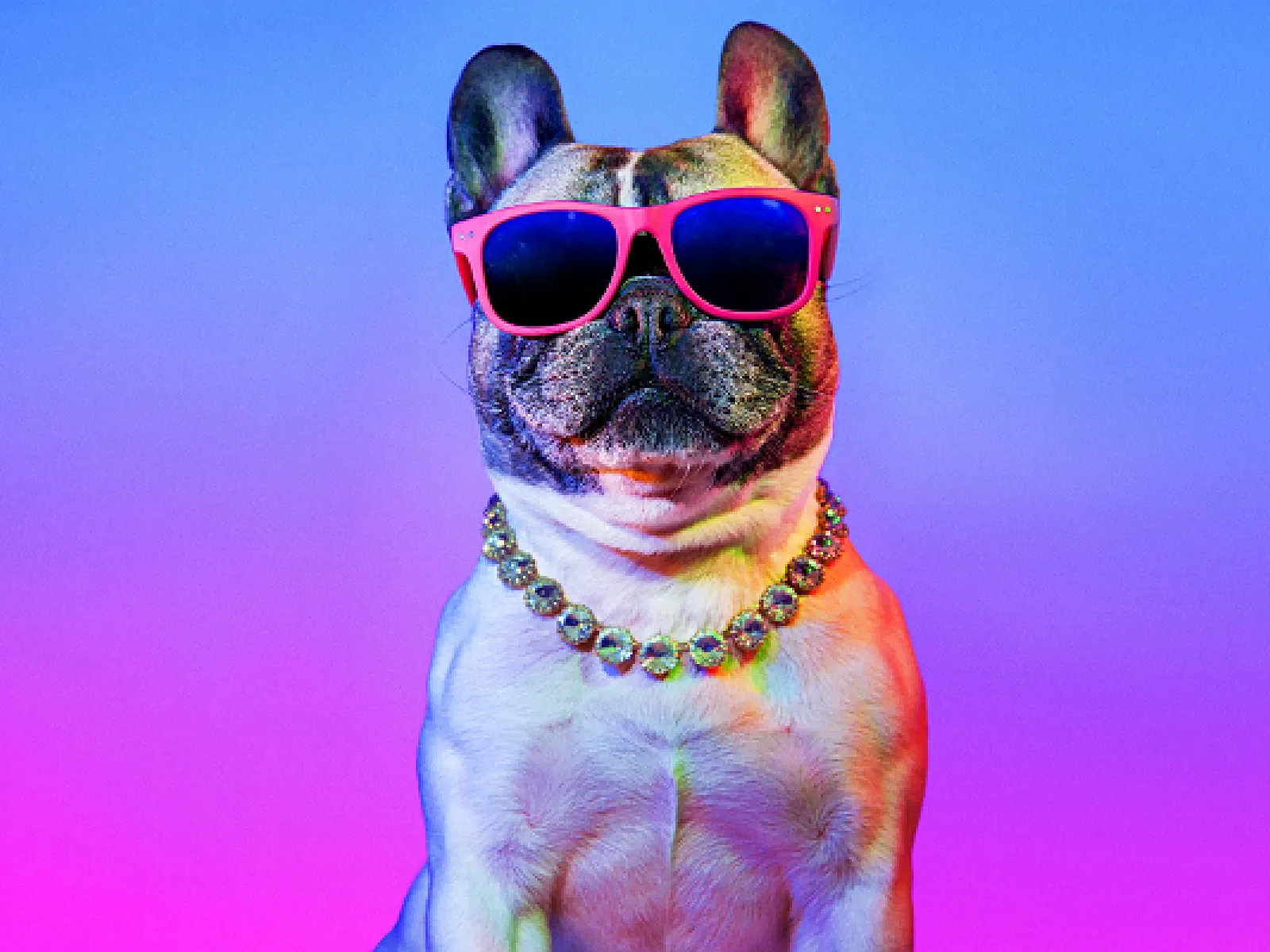 Beverly hills doggie sales daycare