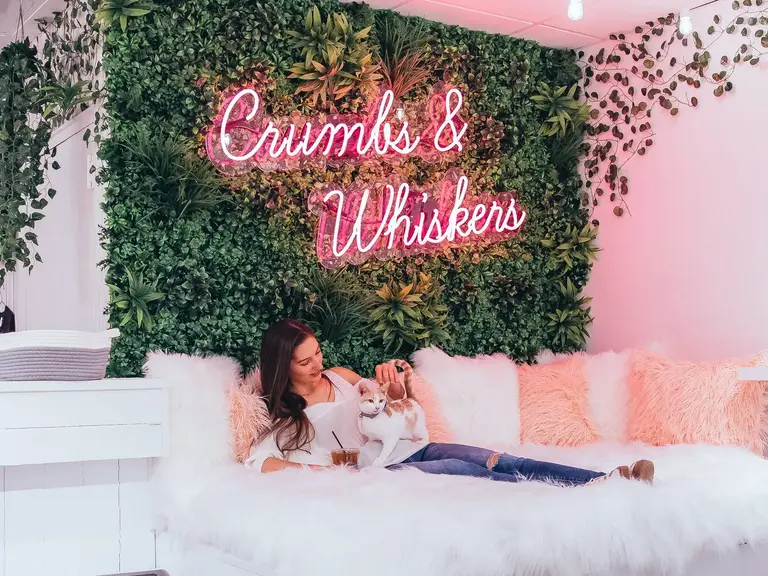 Crumbs & Whiskers on Melrose Avenue