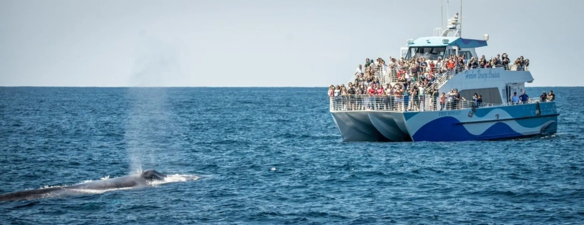 Primary image for Harbor Breeze Cruises