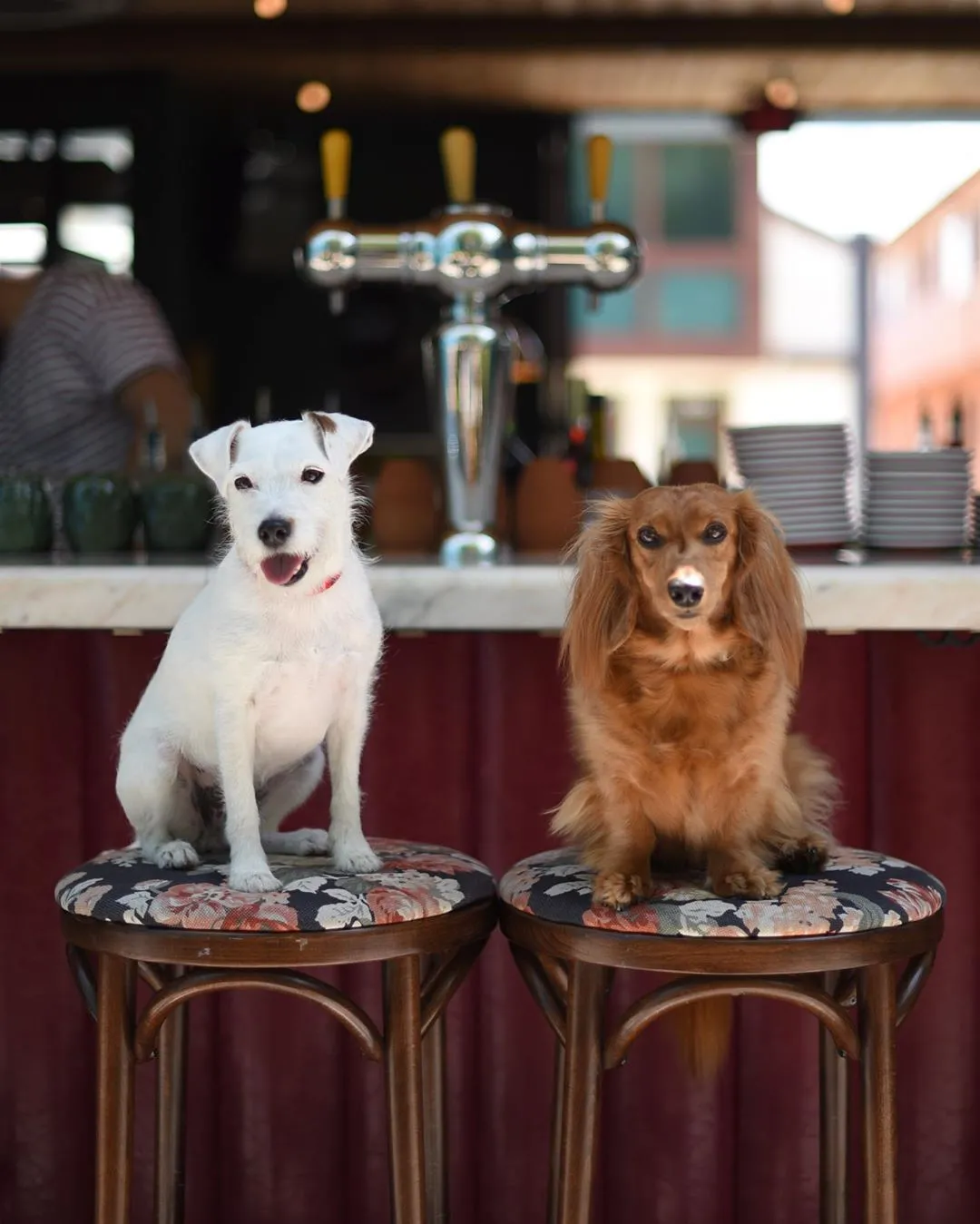 Django and Chloe enjoying Happy Hour at Simonette | Photo: @django_and_chloe, Instagram