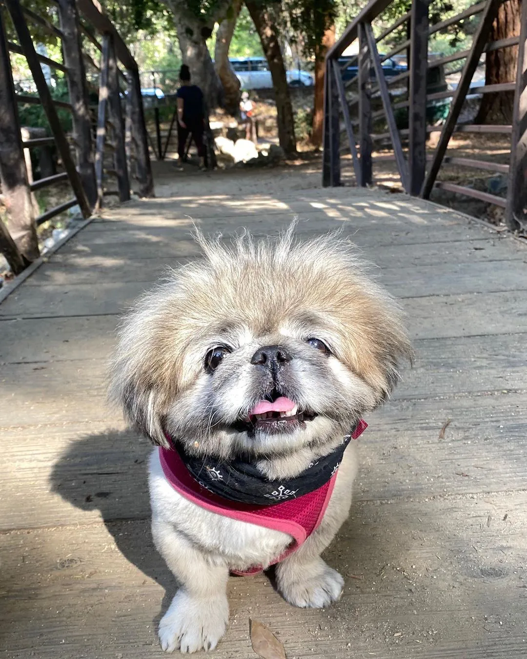 Dog at The Trails Cafe in Griffith Park