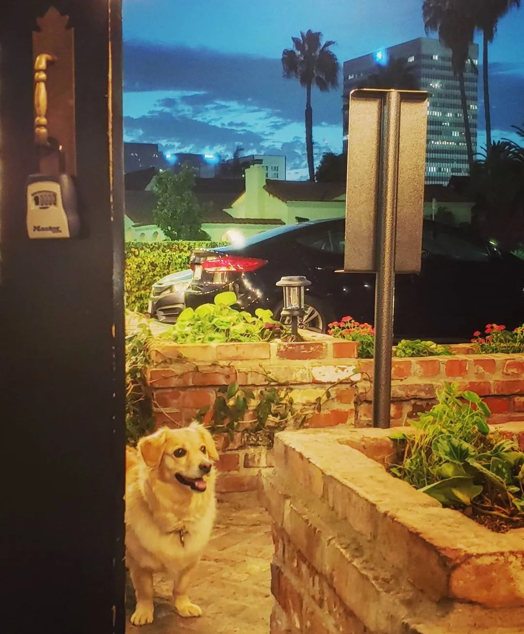 Dog on the patio at Tom Bergin's on Fairfax