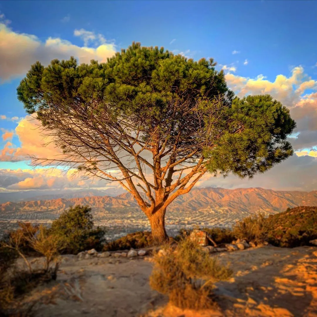 Wisdom Tree at the top of Cahuenga Peak