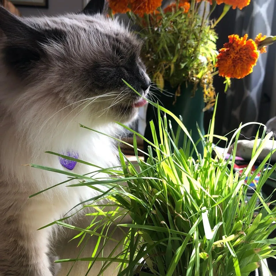 "Catgrass" is the most popular item sold by Logan's Gardens