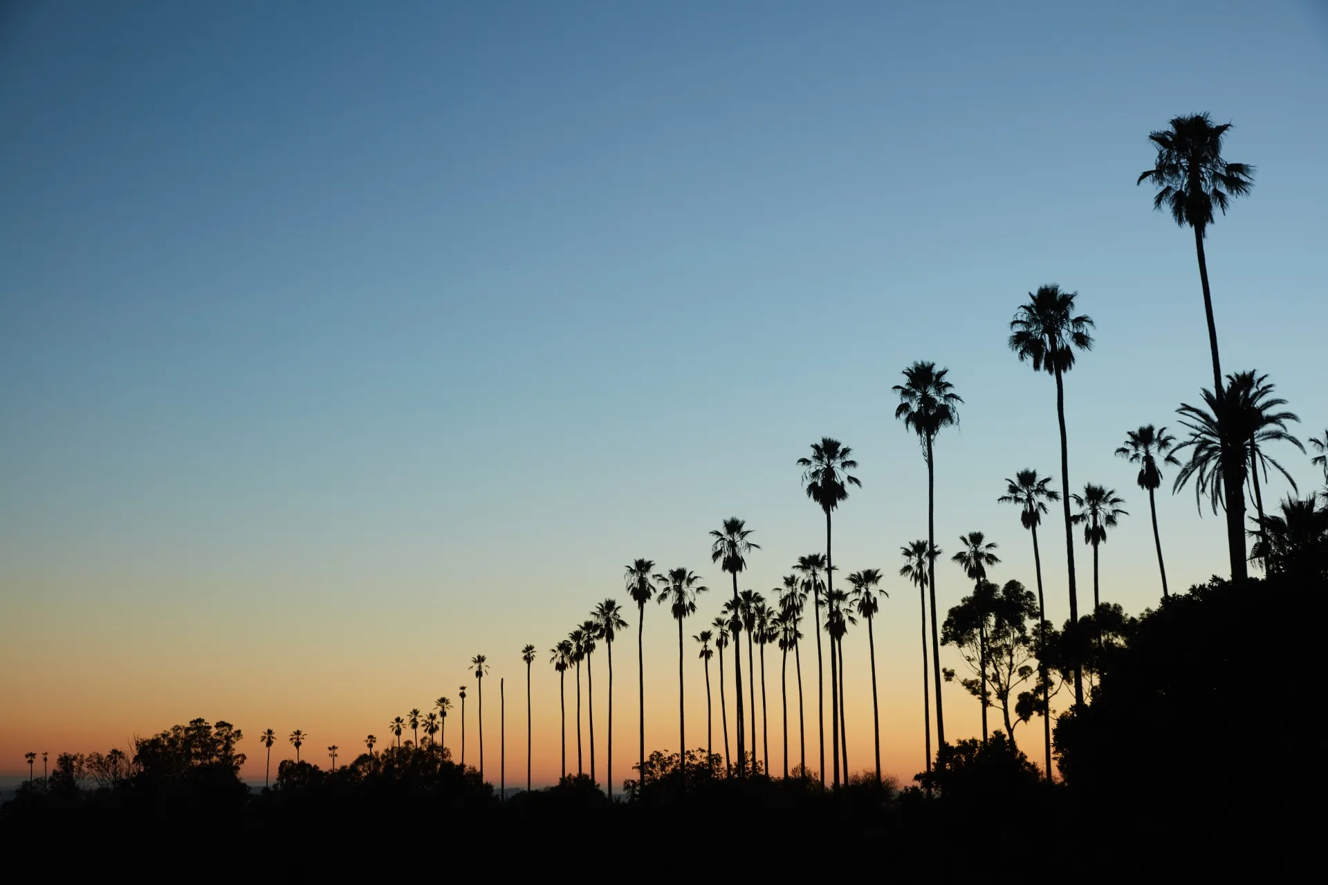 Palms in Elysian Park